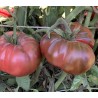 Tomate Heirloom, Morado Solanum - Lycopersicoides