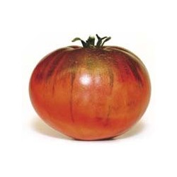 Tomate Heirloom, Morado Solanum - Lycopersicoides