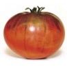 Tomate Heirloom, Morado Solanum - Lycopersicoides