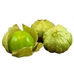 Physalis Ixocarpa - Tomate verde o de cáscara