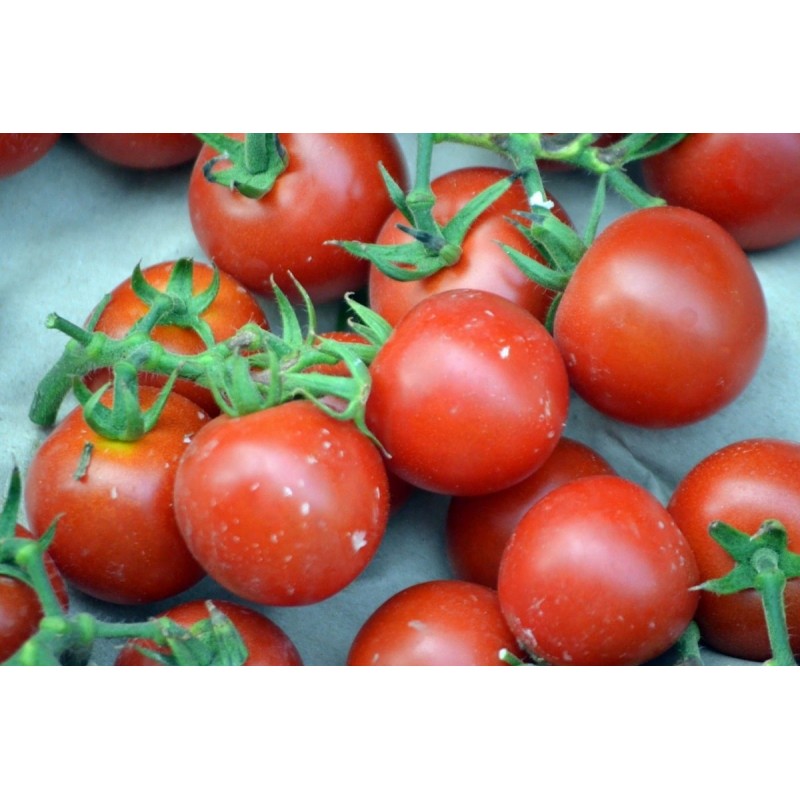 Tomate cherry - Solanum Lycopersicum