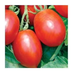 Tomate Saladette variedad Rio grande