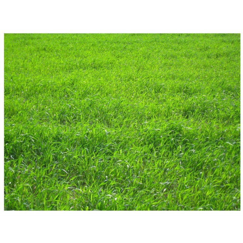 Lolium Perene - Rye Grass - Pasto inglés