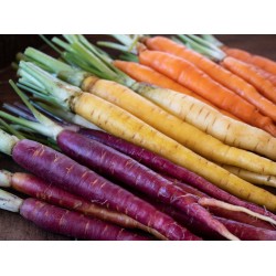 Zanahoria de colores varios Mix - Daucus Carota