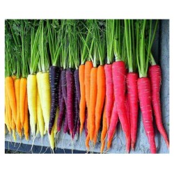 Zanahoria de colores varios Mix - Daucus Carota