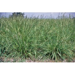 Pasto Festuca Arundinacea - Festuca Alta