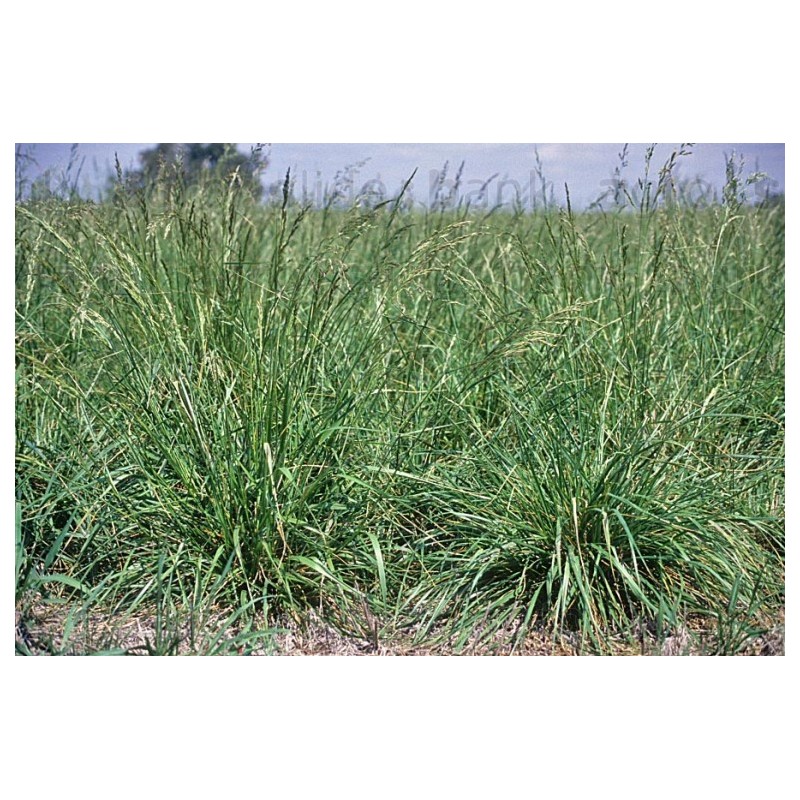 Pasto Festuca Arundinacea - Festuca Alta