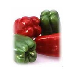 Pimiento - Capsicum Annuum