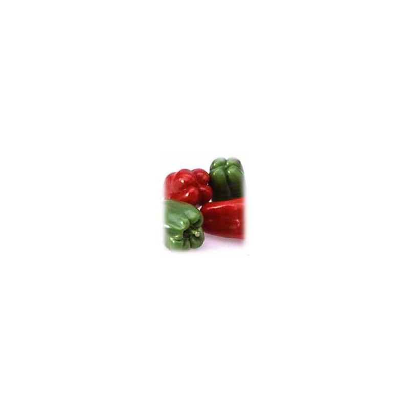 Pimiento - Capsicum Annuum