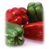 Pimiento - Capsicum Annuum