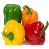 Pimiento - Capsicum Annuum