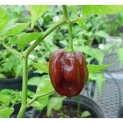 Chile Habanero chocolate - Capsicum Chinense