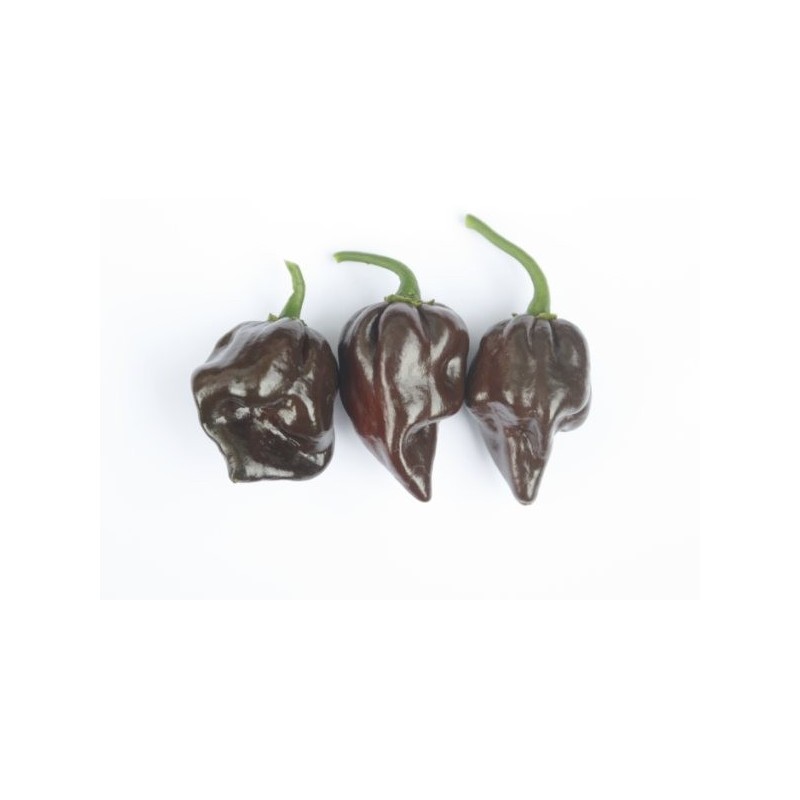 Chile Habanero chocolate - Capsicum Chinense