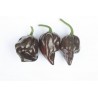 Chile Habanero chocolate - Capsicum Chinense