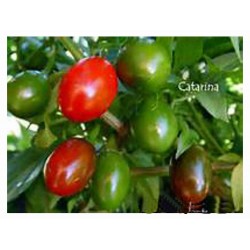 Capsicum Annum - chile catarina