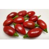 Capsicum Annum - chile catarina