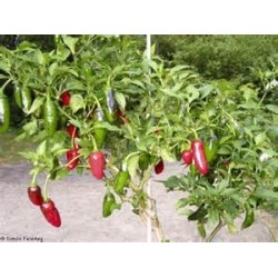 Capsicum Annuum - Jalapeño