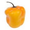 Chile Manzano - Capsicum Pubescens