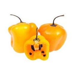 Chile Manzano - Capsicum Pubescens