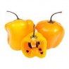 Chile Manzano - Capsicum Pubescens