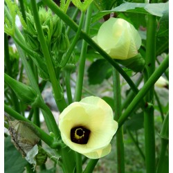 Okra - Abelmoschus Esculentus, variedad Clemson