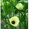 Okra - Abelmoschus Esculentus, variedad Clemson