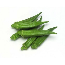 Okra - Abelmoschus Esculentus, variedad Clemson