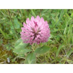 Trebol rojo. Germinados - Trifolium Pratense