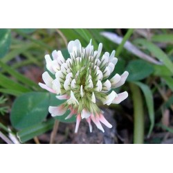 Trebol Blanco - Trifolium Repens