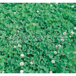 Trebol Blanco - Trifolium Repens