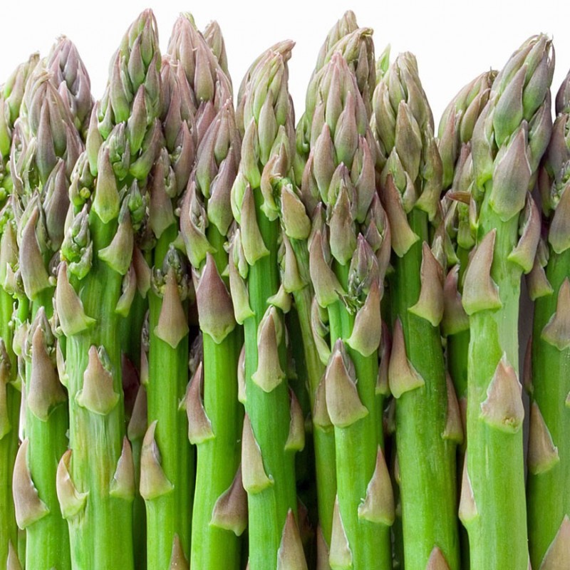 Asparagus Officinalis- Espárrago