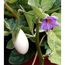 Solanum Melongena - Planta Huevo