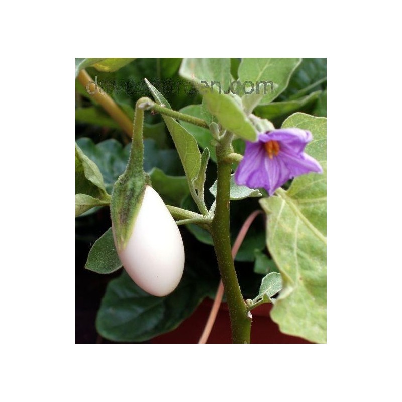 Solanum Melongena - Planta Huevo