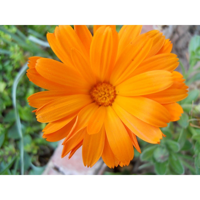 Calendula Officinalis - Caléndula