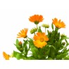 Calendula Officinalis - Caléndula