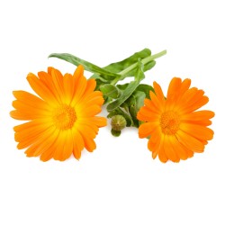 Calendula Officinalis - Caléndula