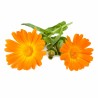 Calendula Officinalis - Caléndula