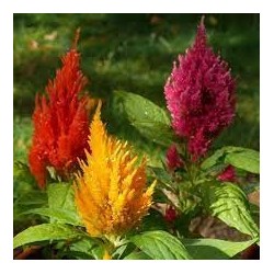 Celosia variedad Plumosa - Celosía