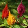 Celosia variedad Plumosa - Celosía