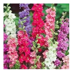 Delphinium ajacis  Enano Magic Fountain, mezcla (9 colores)