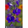 Delphinium ajacis  Enano Magic Fountain, mezcla (9 colores)