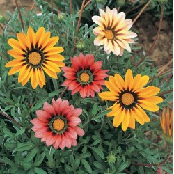 Gazania (Splendens strip and plain Mezcla flor grande)