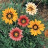 Gazania (Splendens strip and plain Mezcla flor grande)