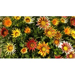 Gazania (Splendens strip and plain Mezcla flor grande)