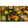 Gazania (Splendens strip and plain Mezcla flor grande)