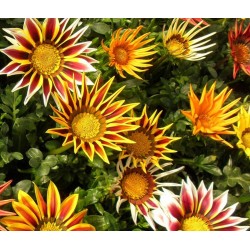 Gazania (Splendens strip and plain Mezcla flor grande)