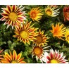 Gazania (Splendens strip and plain Mezcla flor grande)