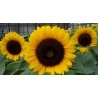 Helianthus Annuus variedad - Girasol de flor