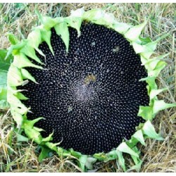 Helianthus Annuus Linoleico - Girasol negro ideal germinados