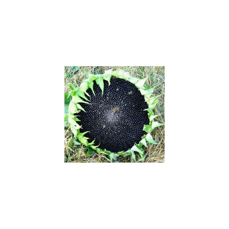 Helianthus Annuus Linoleico - Girasol negro ideal germinados